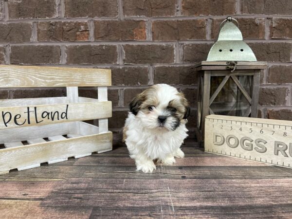 Shih Tzu-DOG-Male-Sable-3175-Petland Knoxville, Tennessee