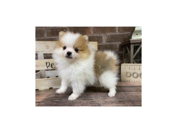 Pomeranian-DOG-Male-Parti-3181-Petland Knoxville, Tennessee