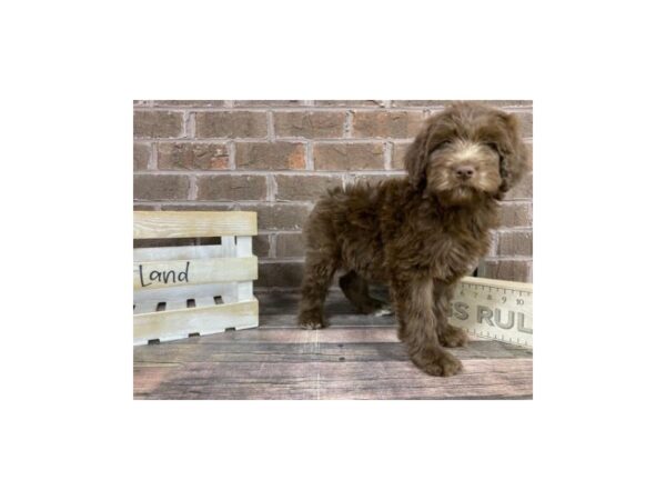Goldendoodle-DOG-Female-Chocolate-3182-Petland Knoxville, Tennessee