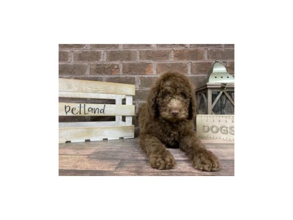 Goldendoodle-DOG-Female-Choclolate-3183-Petland Knoxville, Tennessee