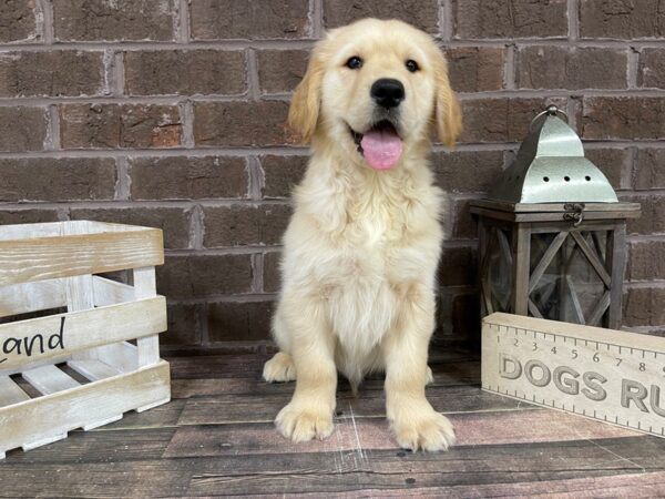 Golden Retriever-DOG-Male-Gold-3177-Petland Knoxville, Tennessee