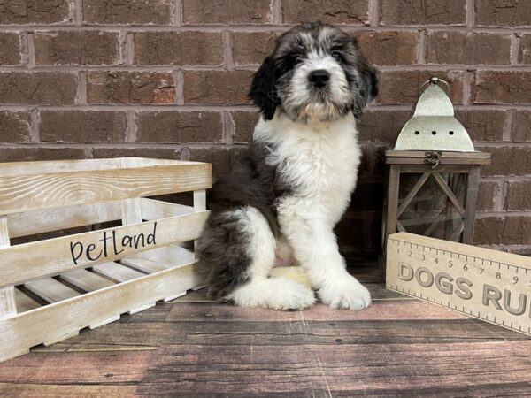 Saint BerDoodle-DOG-Male-Blue Merle Parti-3179-Petland Knoxville, Tennessee