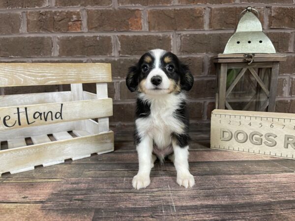 Aussie Mix DOG Male Tri 3207 Petland Knoxville, Tennessee