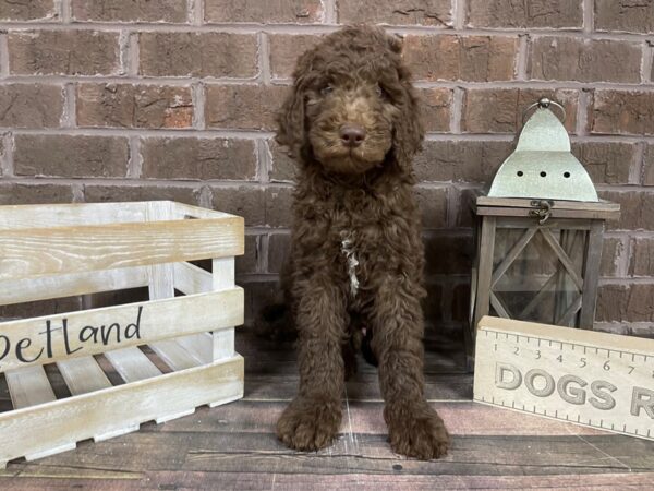 Moyen Goldendoodle DOG Male Chocolate 3196 Petland Knoxville, Tennessee