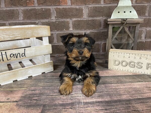 Yorkshire Terrier-DOG-Male-BLK TAN-3198-Petland Knoxville, Tennessee