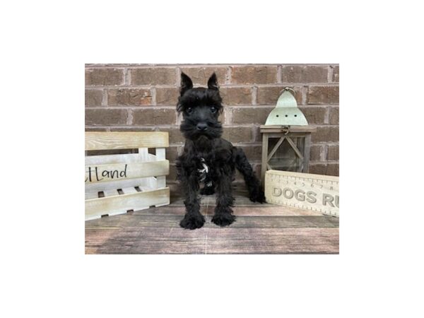 Miniature Schnauzer-DOG-Female-Black-3192-Petland Knoxville, Tennessee
