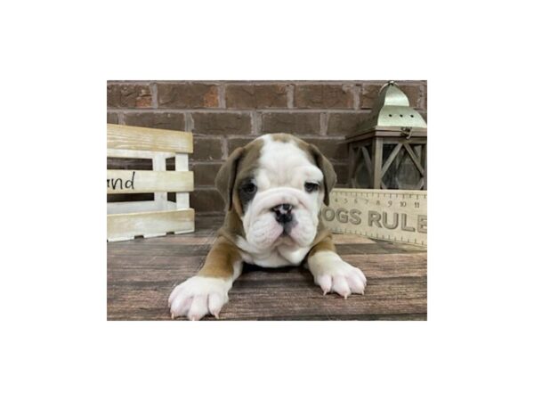 English Bulldog-DOG-Female-Brown / White-3211-Petland Knoxville, Tennessee