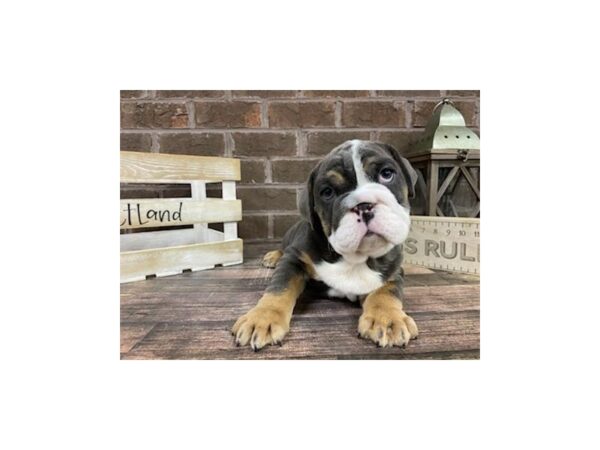 English Bulldog-DOG-Male-Tri-3212-Petland Knoxville, Tennessee