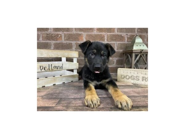 German Shepherd Dog-DOG-Male-Blk/TN-3203-Petland Knoxville, Tennessee