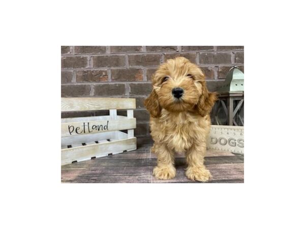 Mini Goldendoodle-DOG-Female-Apricot-3204-Petland Knoxville, Tennessee