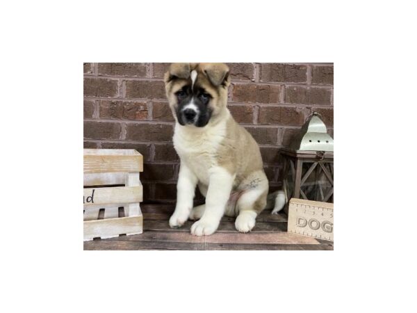 Akita-DOG-Male-Silver Pinto-3208-Petland Knoxville, Tennessee