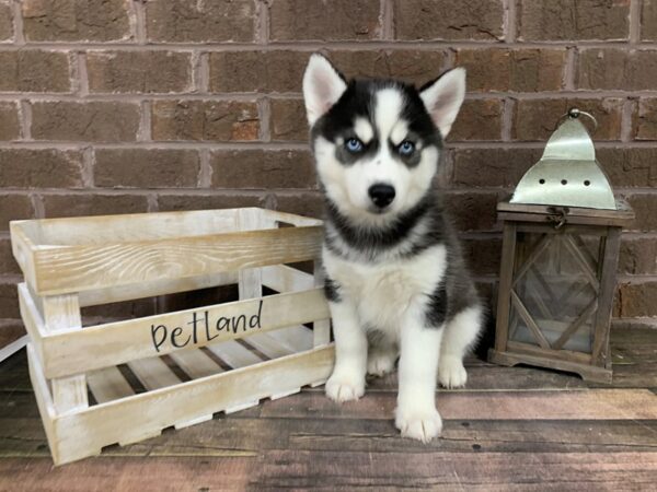 Siberian Husky-DOG-Male-Blk/Wht-3213-Petland Knoxville, Tennessee