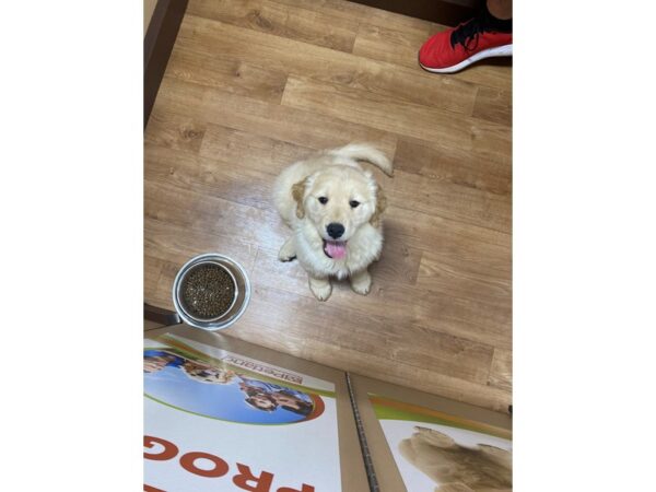 Golden Retriever-DOG-Female-Gold-3195-Petland Knoxville, Tennessee