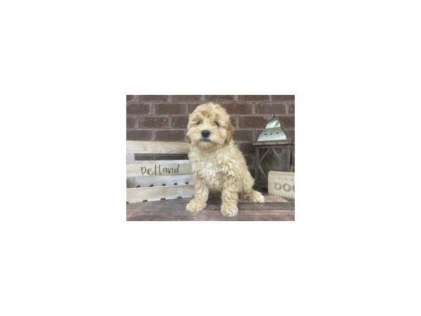 Mini Goldendoodle-DOG-Male-APRICOT-3215-Petland Knoxville, Tennessee