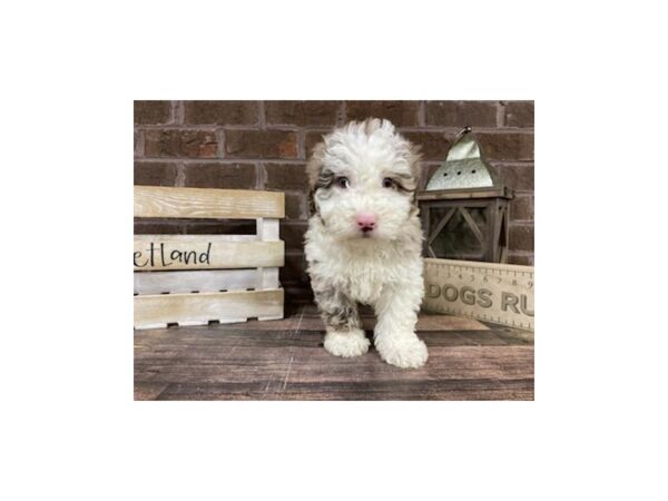 Mini Goldendoodle-DOG-Male-CHOC MERLE-3218-Petland Knoxville, Tennessee