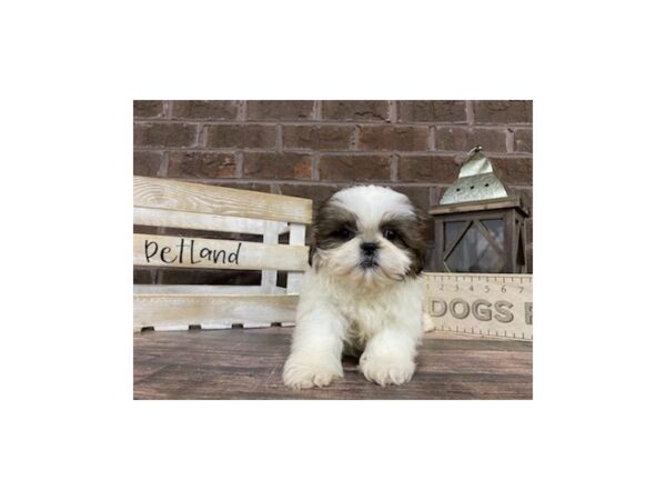 Shih Tzu-DOG-Male-Brown & White-3217-Petland Knoxville, Tennessee
