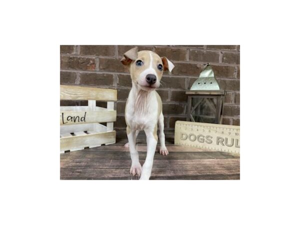 Italian Greyhound-DOG-Male-Fawn & Wht-3225-Petland Knoxville, Tennessee