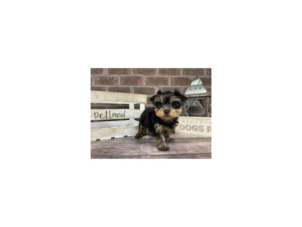 Yorkshire Terrier-DOG-Female-Black / Tan-3224-Petland Knoxville, Tennessee
