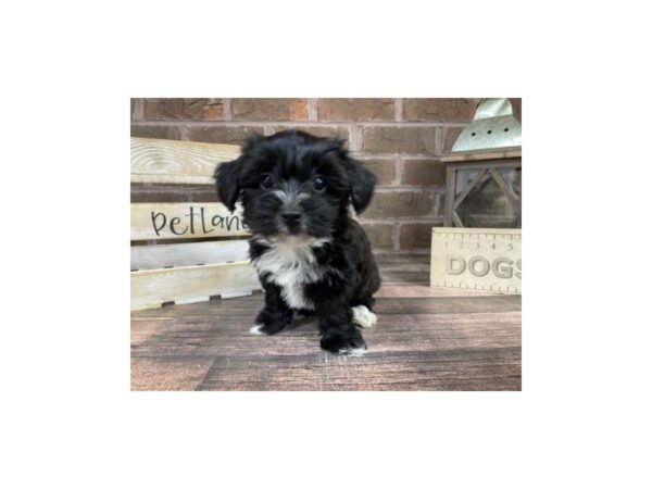 Yorkie Poo-DOG-Male-BLK TAN-3221-Petland Knoxville, Tennessee