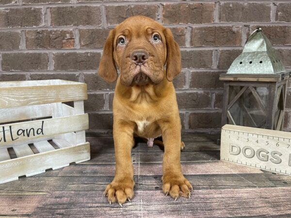 Dogue De Bordeaux-DOG-Male-Red-3227-Petland Knoxville, Tennessee