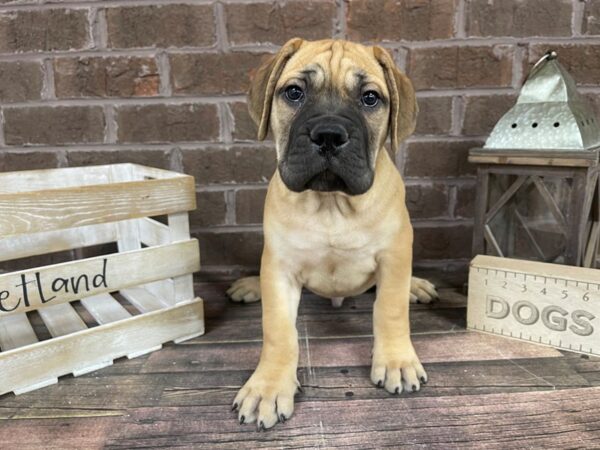Bull Mastiff DOG Male Fawn 3228 Petland Knoxville, Tennessee