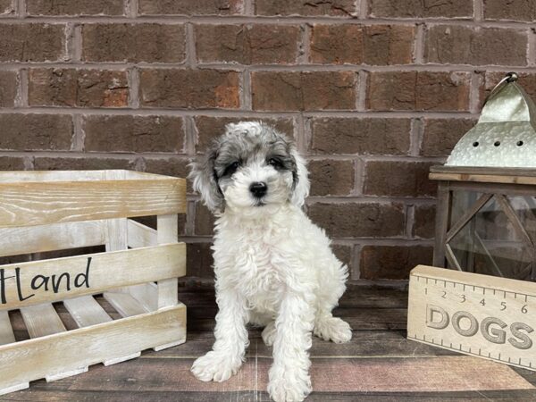 Bichapoo-DOG-Male-White / Silver-3230-Petland Knoxville, Tennessee