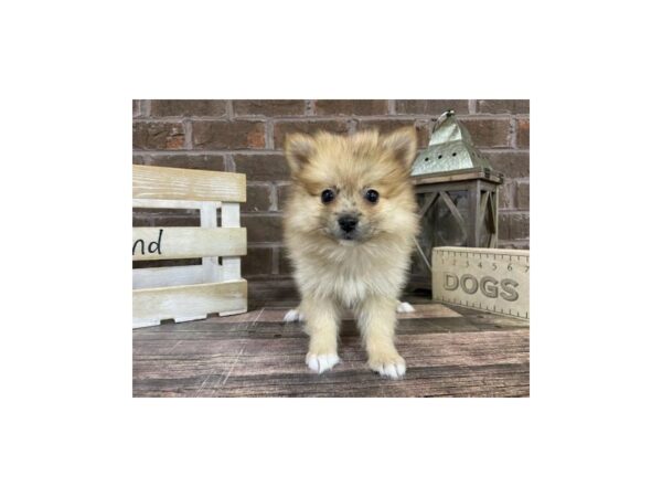 Pomeranian-DOG-Female-Red-3245-Petland Knoxville, Tennessee