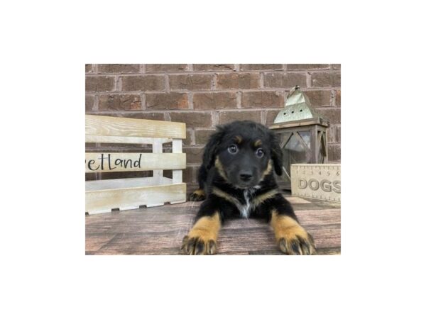 Aussie Lab-DOG-Female-Black / Tan-3252-Petland Knoxville, Tennessee