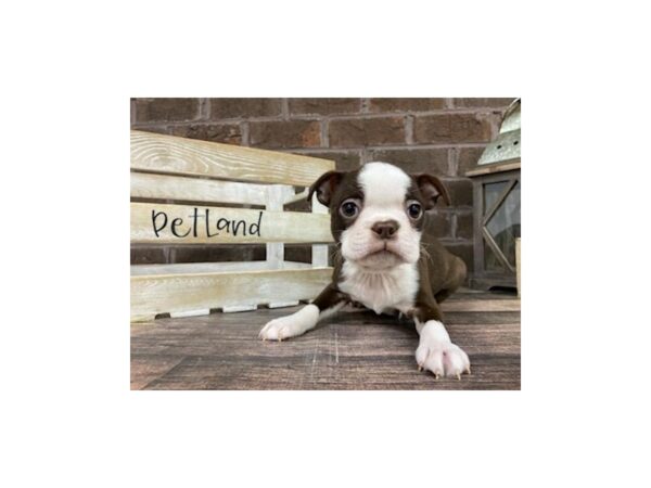 Boston Terrier-DOG-Male-Seal / White-3253-Petland Knoxville, Tennessee