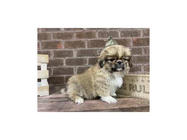 Pekingese-DOG-Male-Fawn-3251-Petland Knoxville, Tennessee