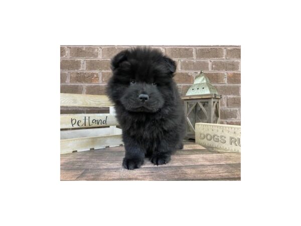 Chow Chow-DOG-Male-Black-3255-Petland Knoxville, Tennessee