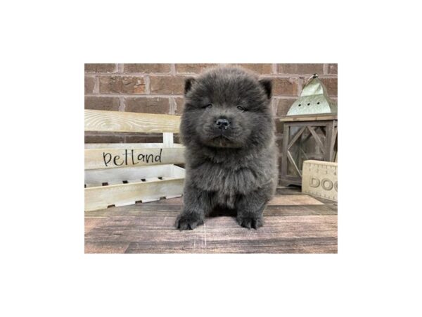 Chow Chow-DOG-Female-Blue-3254-Petland Knoxville, Tennessee
