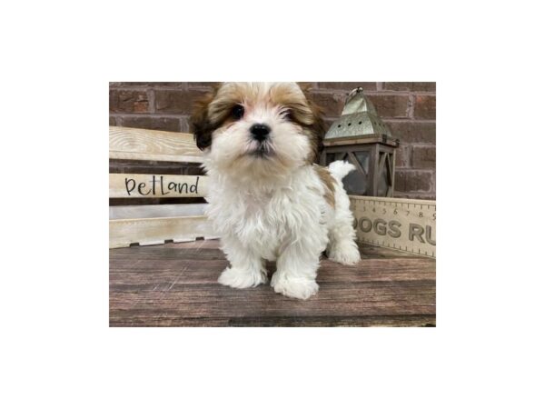 Shih Poo-DOG-Male-BROWN WHITE-3236-Petland Knoxville, Tennessee