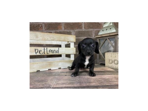 Chiweenie-DOG-Male-BLK WH-3241-Petland Knoxville, Tennessee