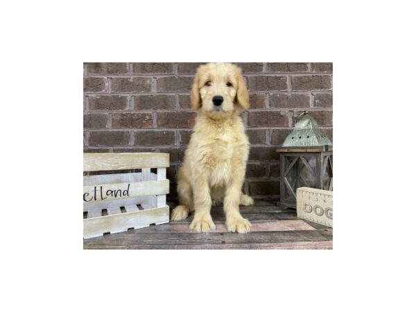 Standard Goldendoodle DOG Male Gold 3234 Petland Knoxville, Tennessee