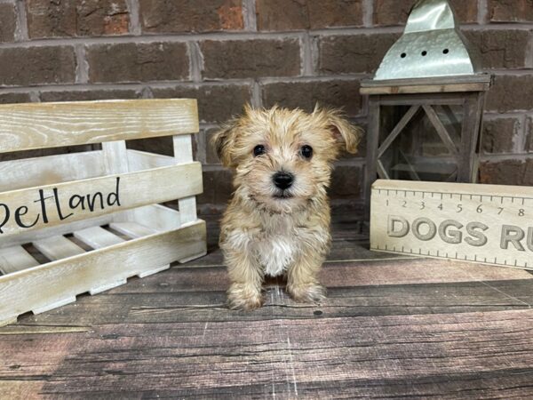 Morkie-DOG-Male-BIEGE-3235-Petland Knoxville, Tennessee