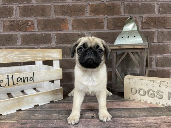 Pug-DOG-Male-Fawn-3258-Petland Knoxville, Tennessee