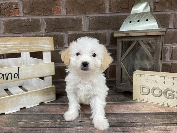 Daisy Dog-DOG-Female-White-3259-Petland Knoxville, Tennessee