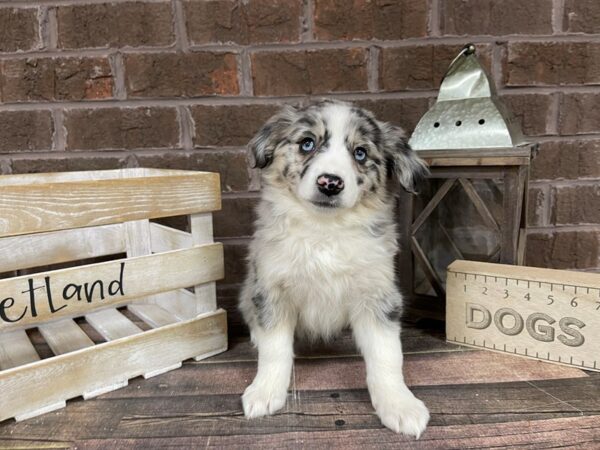 Aussiemo-DOG-Female-Blue Merle-3262-Petland Knoxville, Tennessee