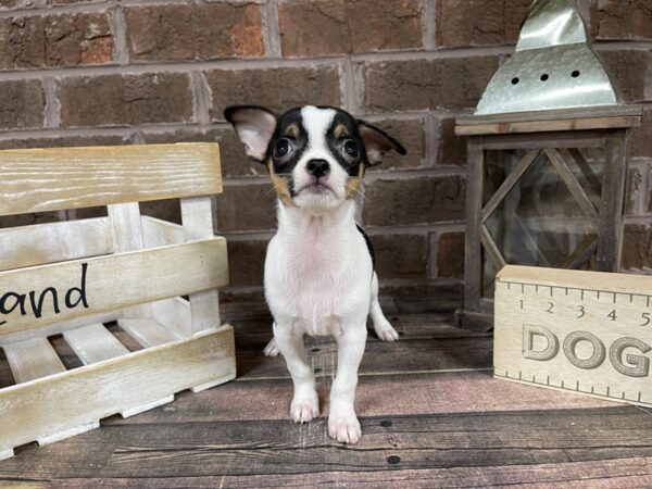 Chihuahua-DOG-Female-BLK WHITE-3275-Petland Knoxville, Tennessee