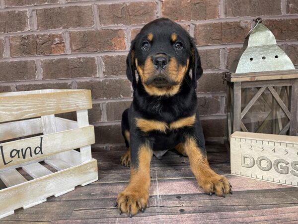 Rottweiler-DOG-Male-Black & Tan-3268-Petland Knoxville, Tennessee
