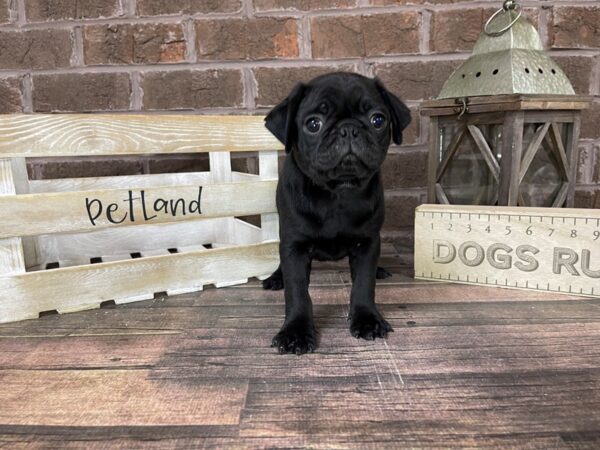 Pug-DOG-Male-BLACK-3269-Petland Knoxville, Tennessee