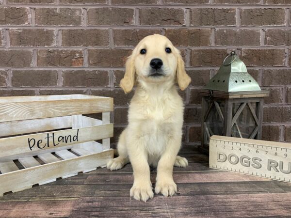 Golden Retriever-DOG-Male-Gldn-3285-Petland Knoxville, Tennessee