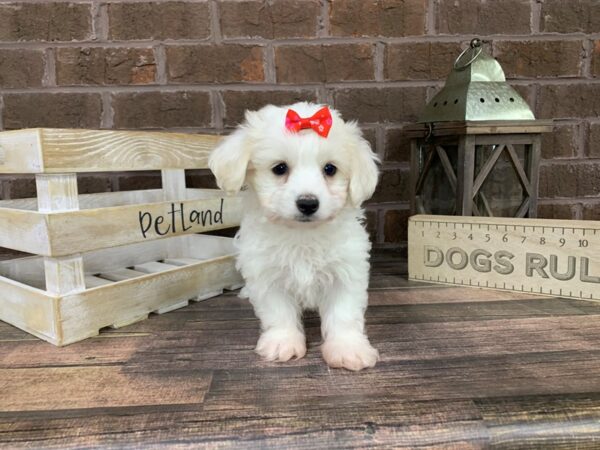 Mal Chon DOG Female White 3271 Petland Knoxville, Tennessee
