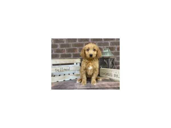 Mini Goldendoodle-DOG-Female-Red-3265-Petland Knoxville, Tennessee
