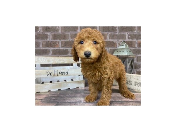 Mini Goldendoodle-DOG-Male-Red-3266-Petland Knoxville, Tennessee