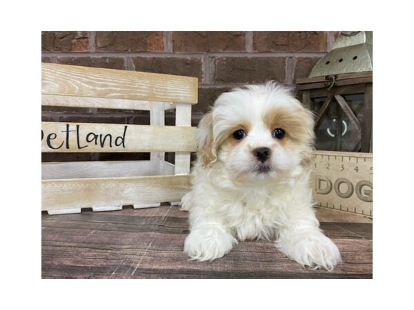 Pekapoo DOG Female White / Fawn 3278 Petland Knoxville, Tennessee