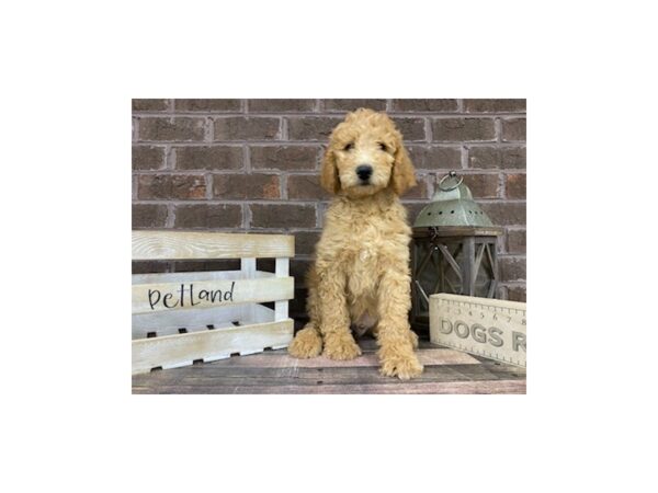 Goldendoodle-DOG-Male-Red-3286-Petland Knoxville, Tennessee
