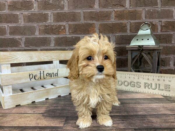 Cavapoo DOG Female Red 3284 Petland Knoxville, Tennessee