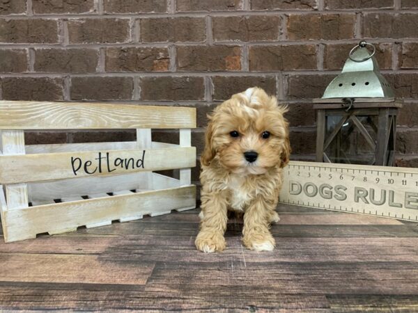 Cavapoo-DOG-Male-Red-3281-Petland Knoxville, Tennessee